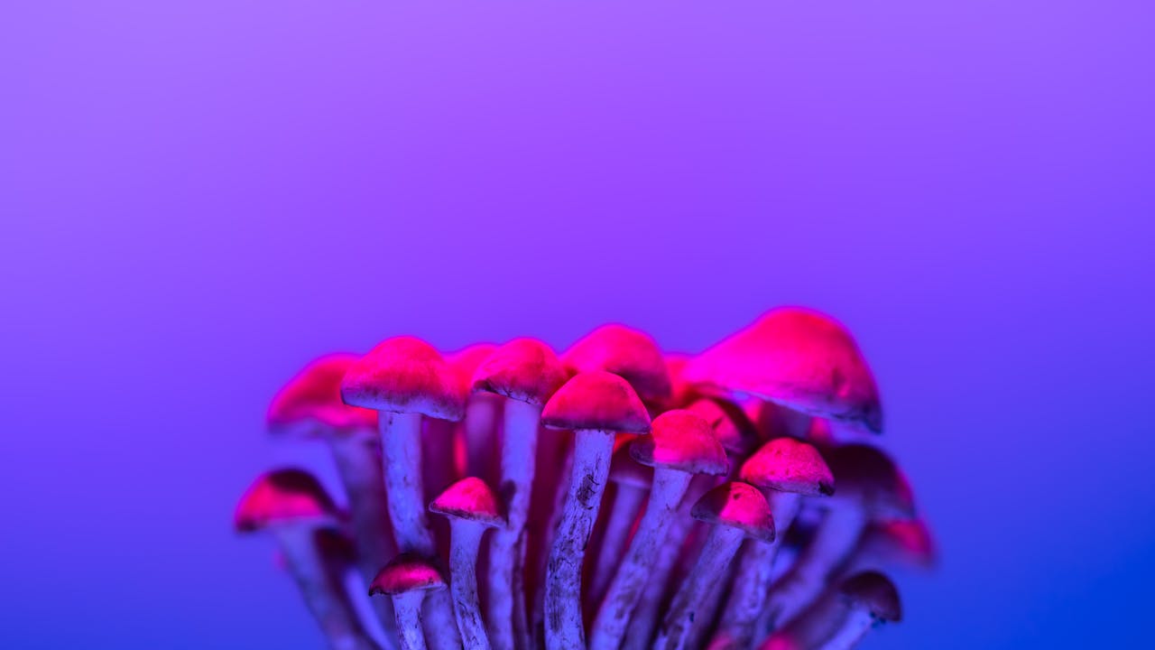 Magic Mushroom SEO Link Building: A Technical Breakdown of What Actually Moves Rankings in 2026