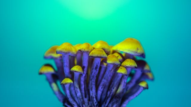 Mushroom Chocolate Bar Ecommerce Marketing Canada – Expert Roundup